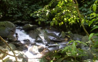 Sumatra jungle trekking
