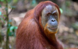 Bukit Lawang Sumatra Orangutan