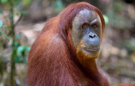 Bukit Lawang Sumatra Orangutan