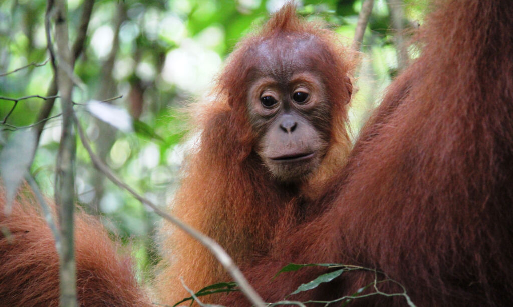 Baby Orangutan In Bukit Lawang