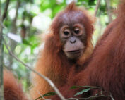 Baby Orangutan In Bukit Lawang