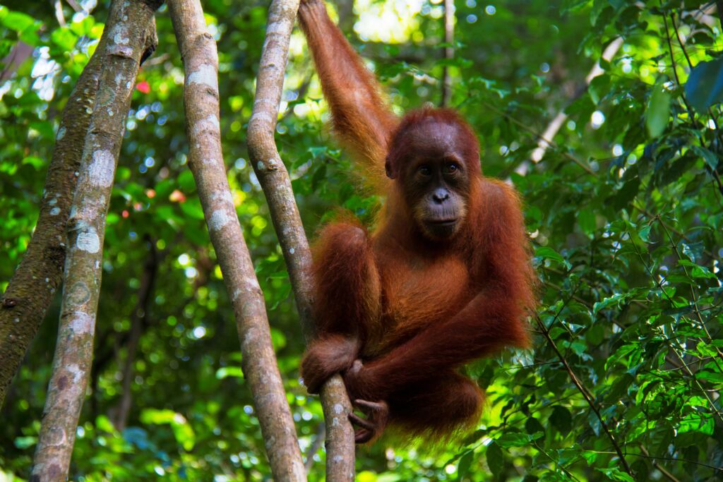 Baby Sumatran Orangutan Bukit lawang