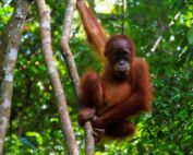 Baby Sumatran Orangutan Bukit lawang