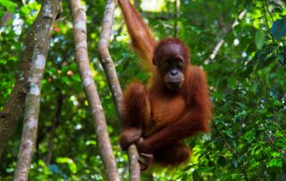 Baby Sumatran Orangutan Bukit lawang