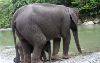 Sumatran Elephant IN Tangkahan 