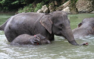 Sumatran elephant Having fun on the river 