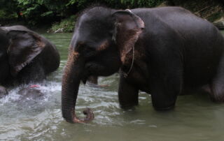 Sumatra tours , sumatra travel, sumatra elephant tour , sumatra elephant tangkahan