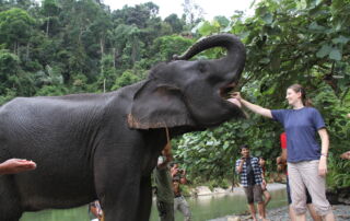 Sumatran Elephant in Tangkahan Sumatra 