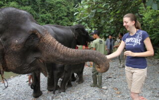 Sumatran Elepehant with Tourist 