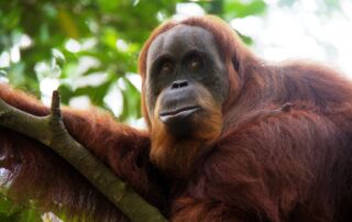 Sumatra Jungle Trekking