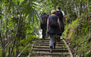 Start walking into sumatra jungle