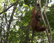 Sumatra Orangutan Bukit Lawang