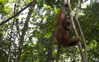 Sumatra Orangutan Bukit Lawang