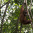 Sumatra Orangutan Bukit Lawang