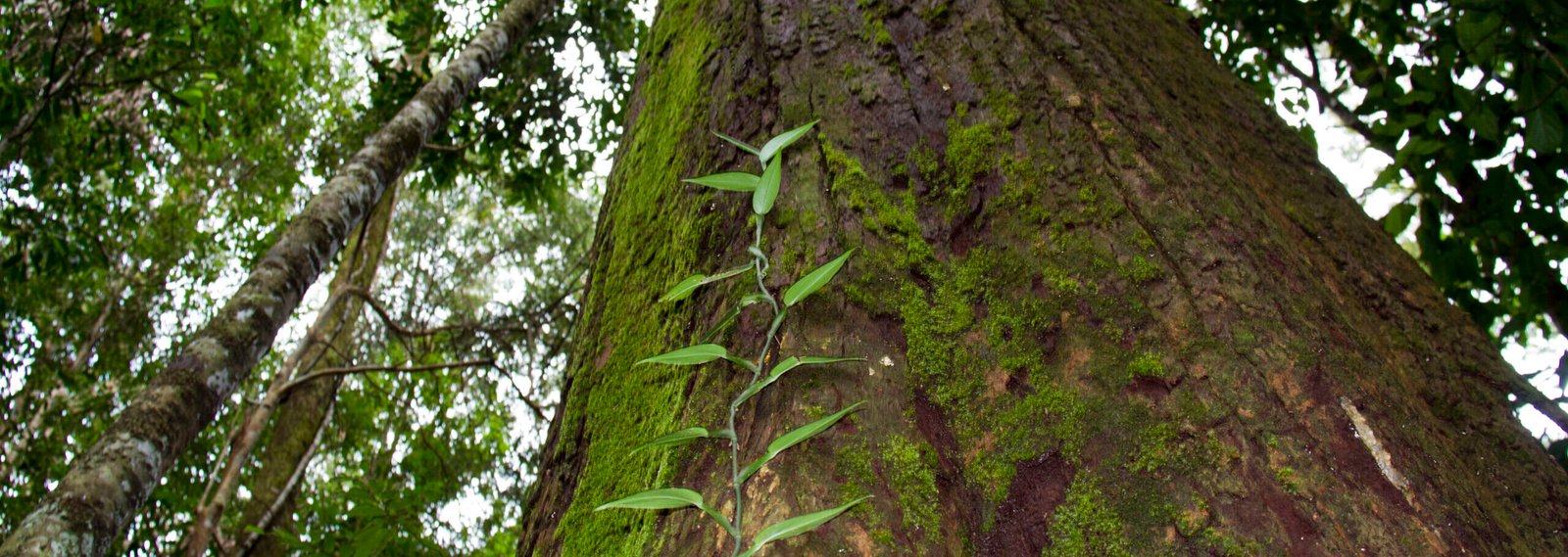Sumatra Orangutan Jungle Trekking