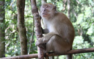 Long tail macaque in the sumatra Jungle Bukit Lawang