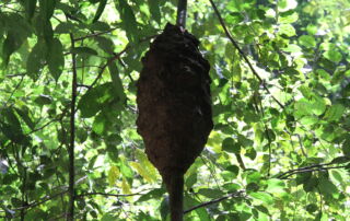 Bees Nest in the sumatra jungle