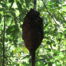 Bees Nest in the sumatra jungle