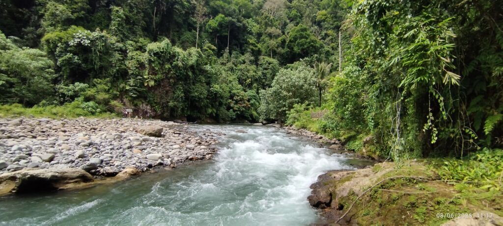 Gunung Leuser National Park sumatra