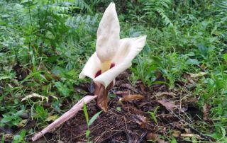 Amorphophallus titanum