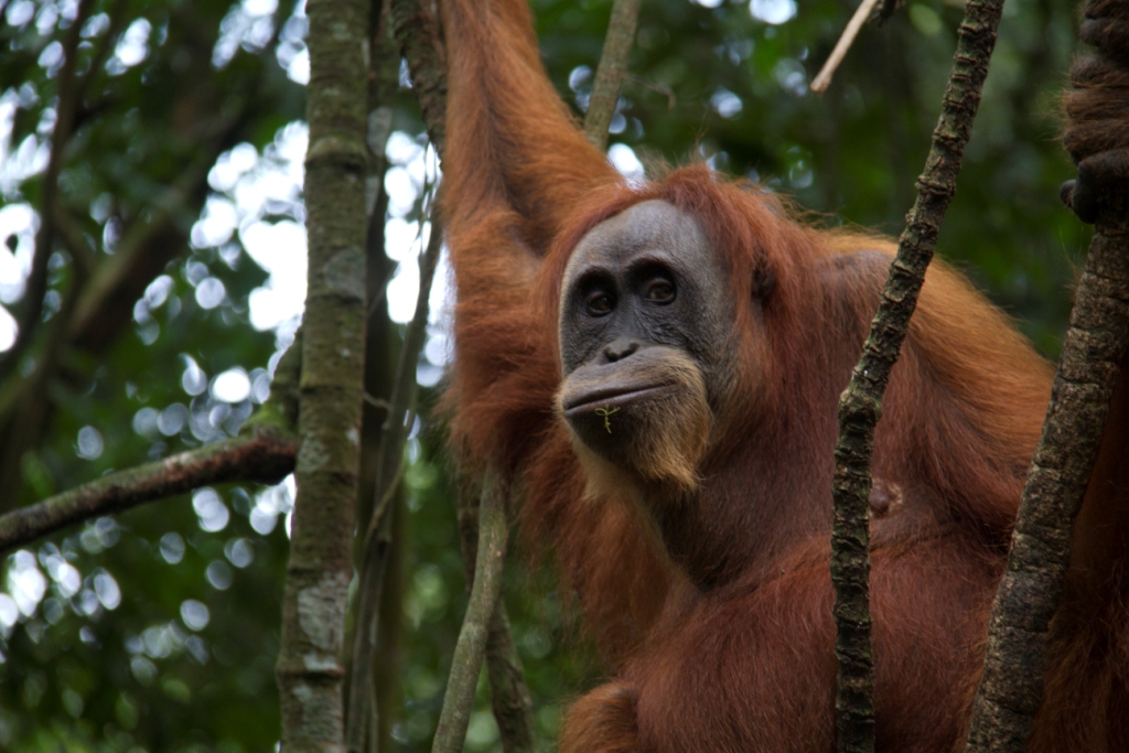 Male Sumatra Orangutan in Bukit Lawang Male Sumatra Orangutan in Bukit Lawang