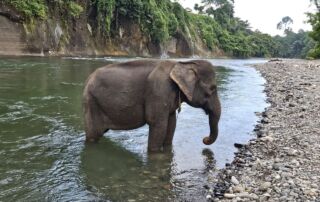 Sumatran Elephant Tangkahan, Sumatra< Indonesia