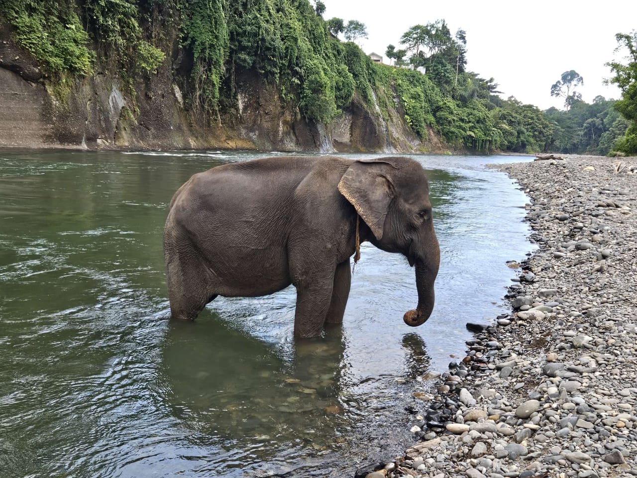 Sumatran Elephant Tangkahan, Sumatra< Indonesia Sumatran Elephant Tangkahan, Sumatra< Indonesia