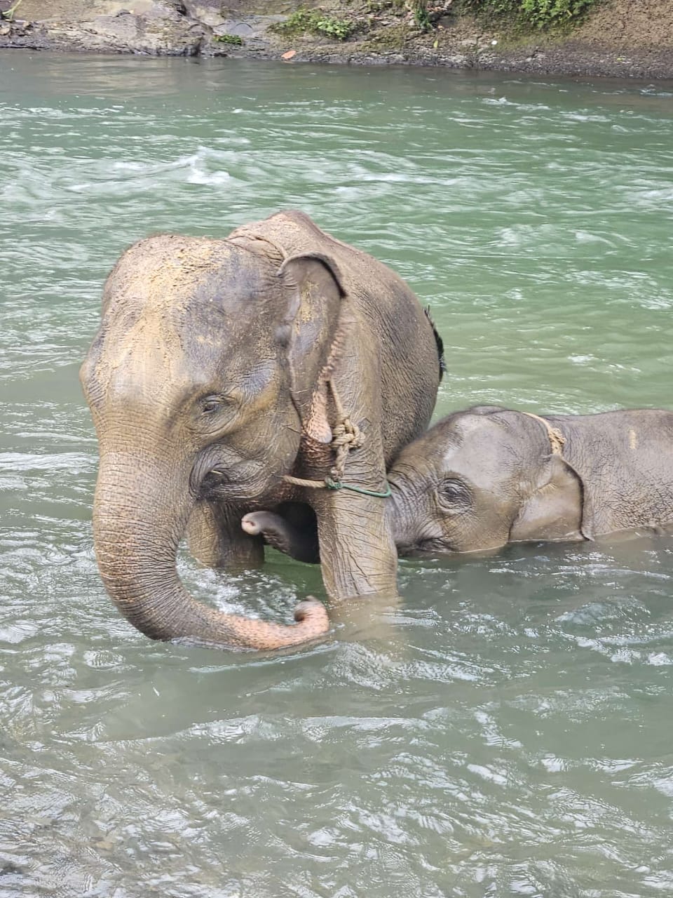 Sumatran Elephant