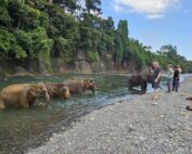Sumatran Elephant at the border of the jungle