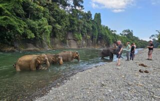 Sumatran Elephant at the border of the jungle