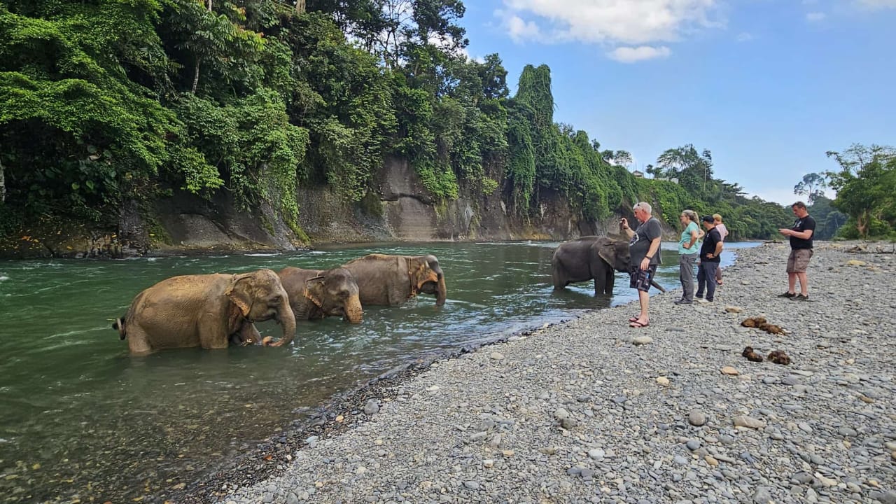 Sumatran Elephant Tangkahan Sumatran Elephant Tangkahan