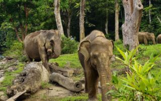 Sumatra Elephant in Tangkahan, NorthSumatra, Indonesia
