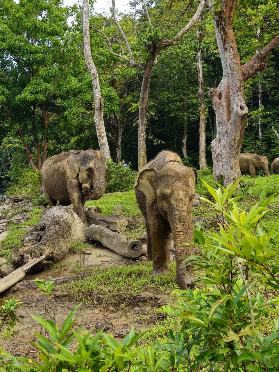 Sumatra Elephant in Tangkahan, NorthSumatra, Indonesia Sumatra Elephant in Tangkahan, NorthSumatra, Indonesia