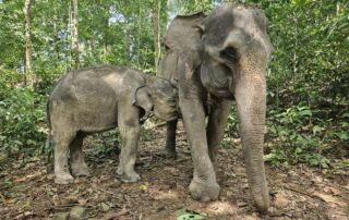 Sumatra Elephant at Sumatra sanctuary Tangkahan, North Sumatra, Indonesia