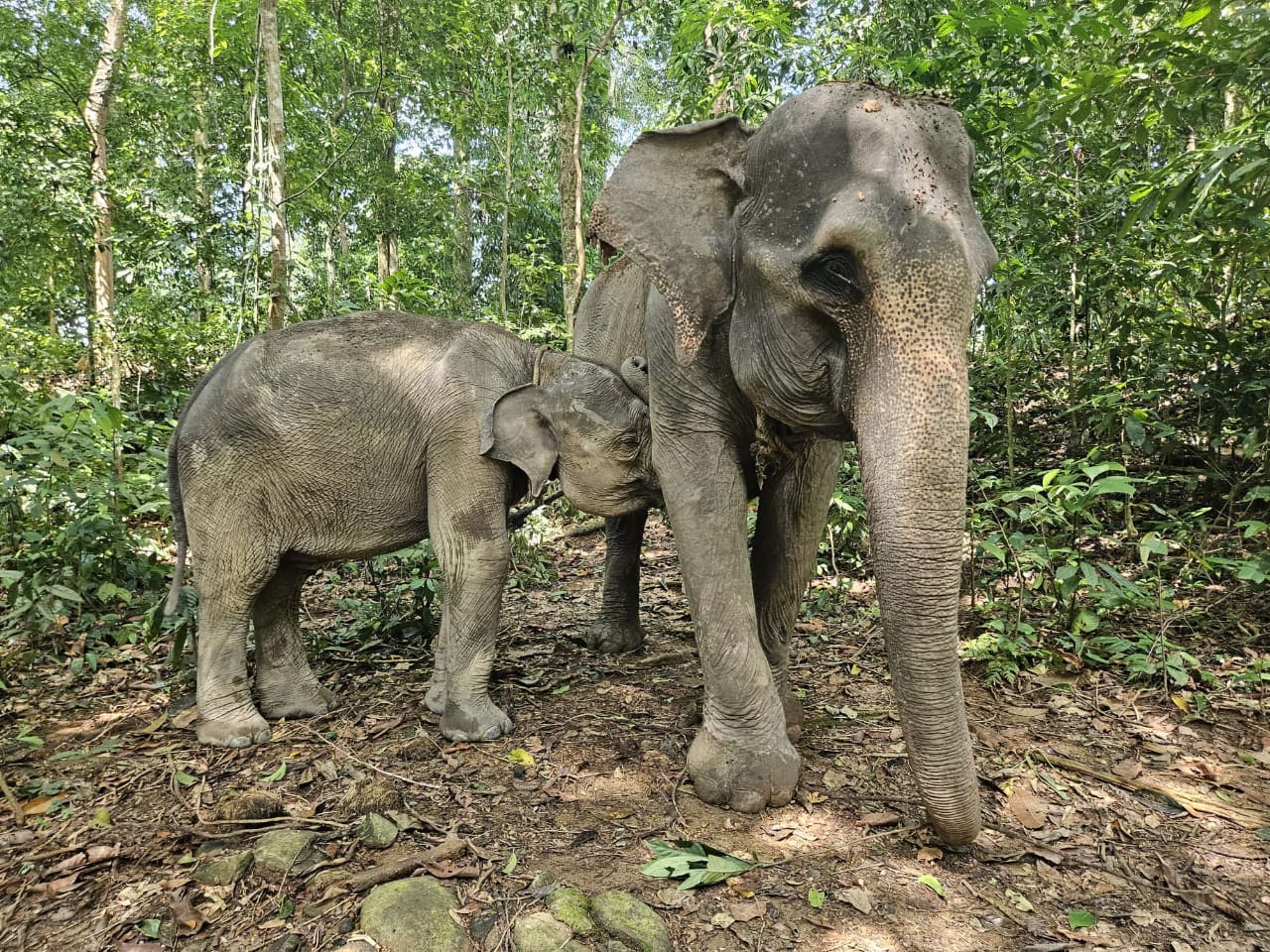 Sumatra Elephant at Sumatra sanctuary Tangkahan, North Sumatra, Indonesia Sumatra Elephant at Sumatra sanctuary Tangkahan, North Sumatra, Indonesia