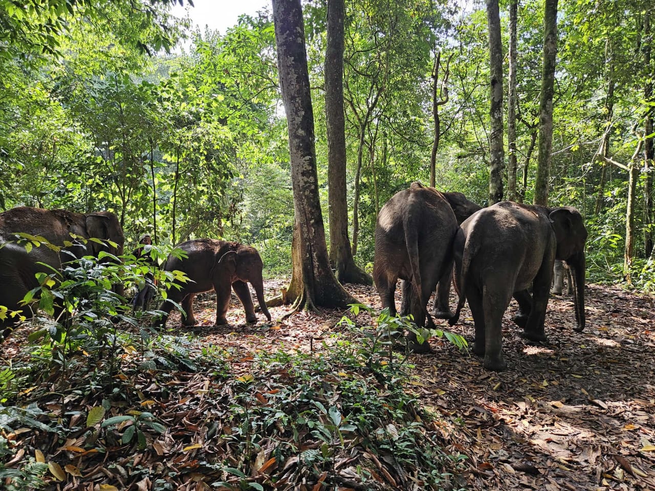 Sumatra Elephant Tangkahan NOrth Sumatra Indoensia Sumatra Elephant Tangkahan NOrth Sumatra Indoensia