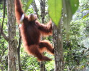Sumatran orangutan Bukit lawang