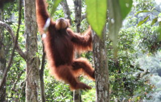 Sumatran orangutan Bukit lawang