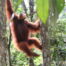 Sumatran orangutan Bukit lawang