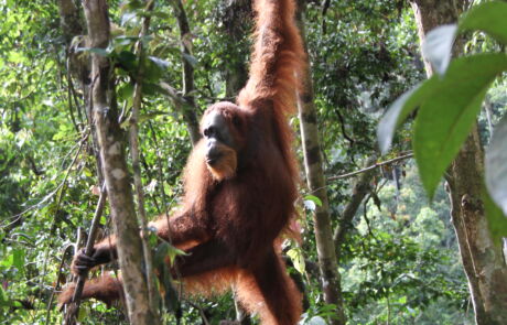 Sumatran Orangiutan Bukit Lawang