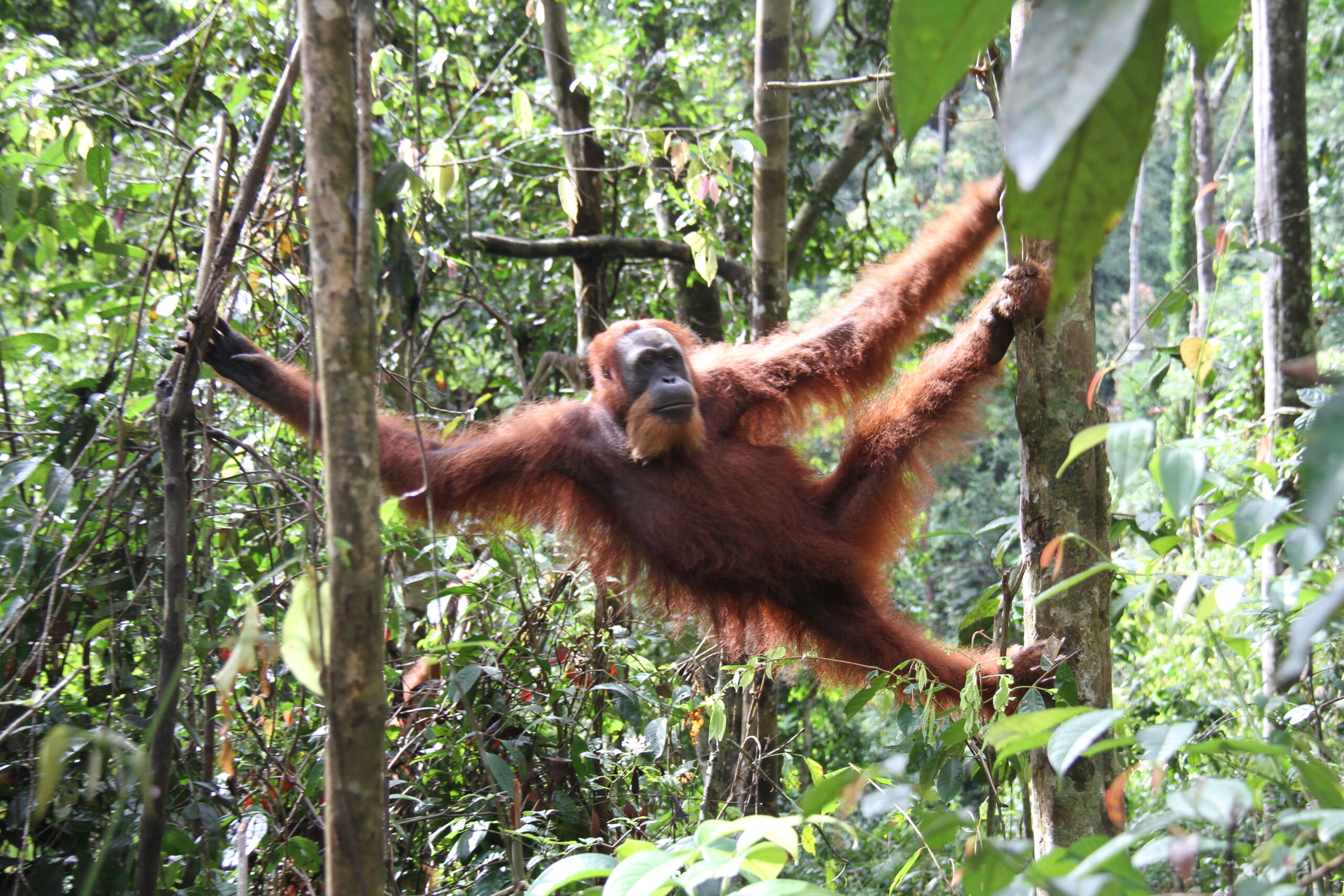 Sumatra Orangutan in Bukit Lawang Swinging orangutan in the jungle of sumatra