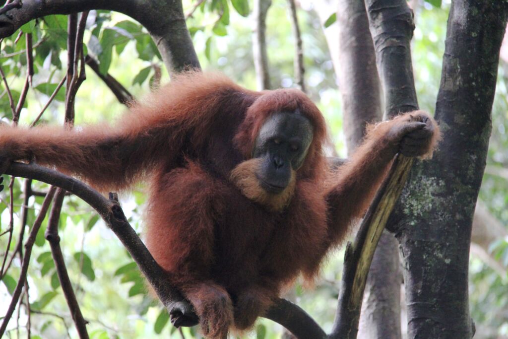 Sumatran orangutan in Bukit lawang north sumatra