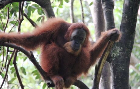 Sumatran orangutan in Bukit lawang north sumatra