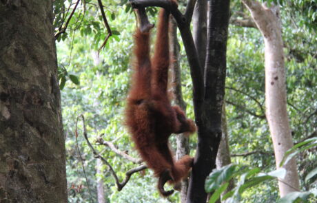 Sumatra Orangutan Bukit Lawng
