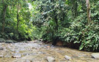 A creek in the sumatra jungle bukit lawang