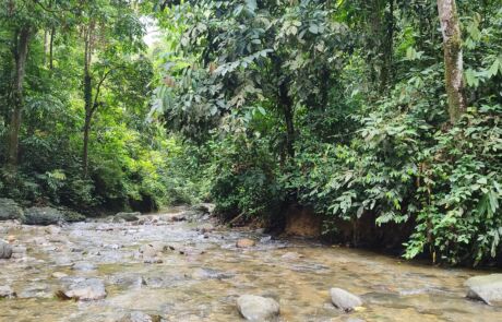 A creek in the sumatra jungle bukit lawang