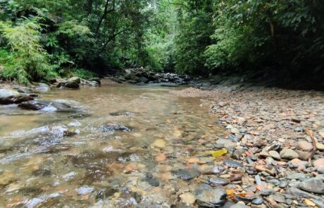 Small creek at the jungle of sumatra Bukit Lawang