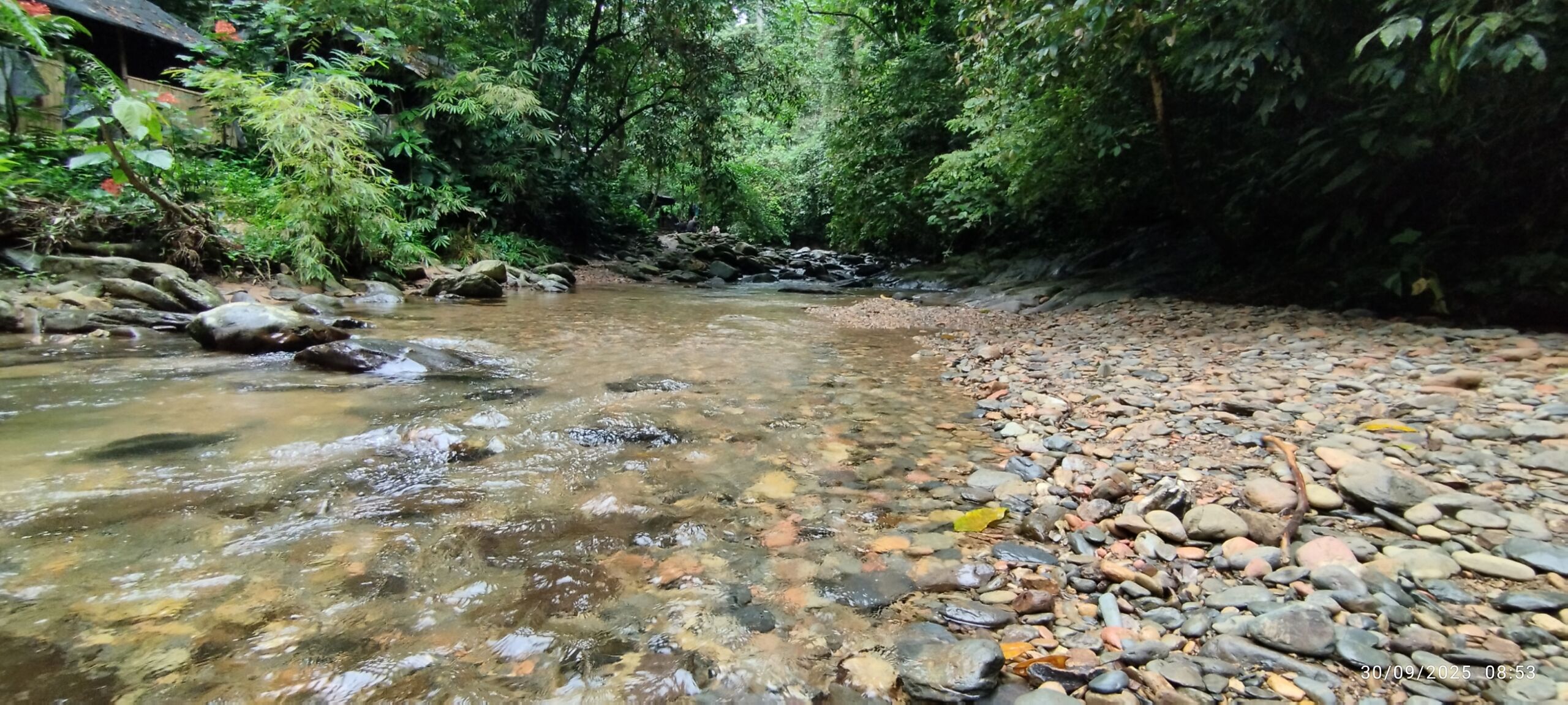 Small creek at the jungle of sumatra Bukit Lawang
