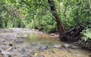 clean and crystal clear water creek in the middle of the sumatra jungle