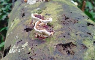 Mushroom on the decomposing tree in the jungle of Sumatra Bukit Lawang